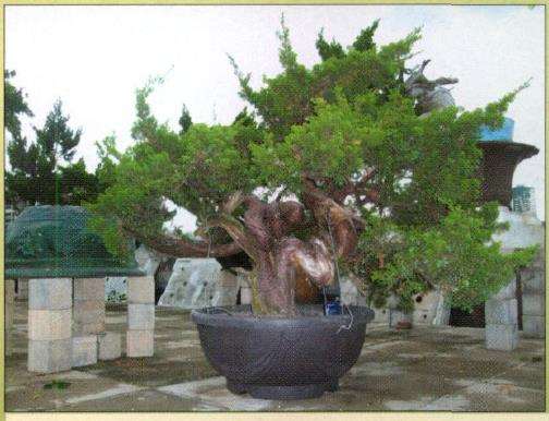 台湾真柏盆景怎么创作