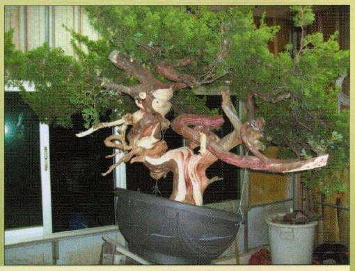 台湾真柏盆景怎么创作