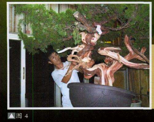 台湾真柏盆景怎么创作