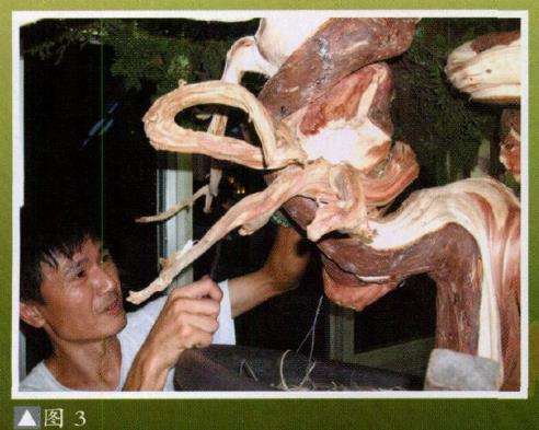 台湾真柏盆景怎么创作