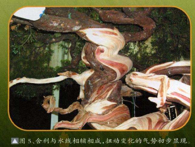 图片 台湾真柏盆景怎么创作的13个步骤