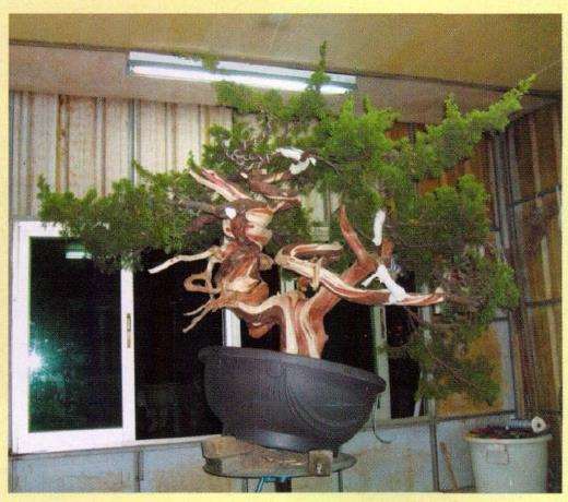 图片 台湾真柏盆景怎么创作的13个步骤