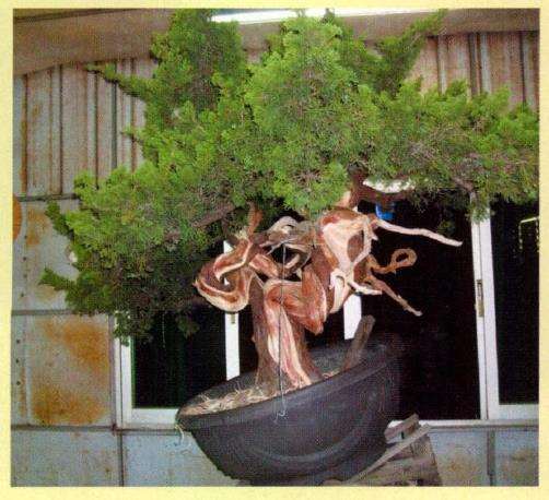 图片 台湾真柏盆景怎么创作的13个步骤