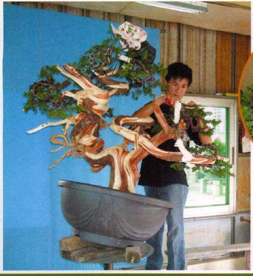 图片 台湾真柏盆景怎么创作的13个步骤