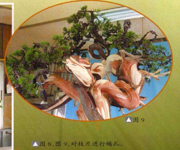 图片 台湾真柏盆景怎么创作的13个步骤