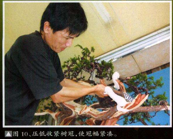 图片 台湾真柏盆景怎么创作的13个步骤