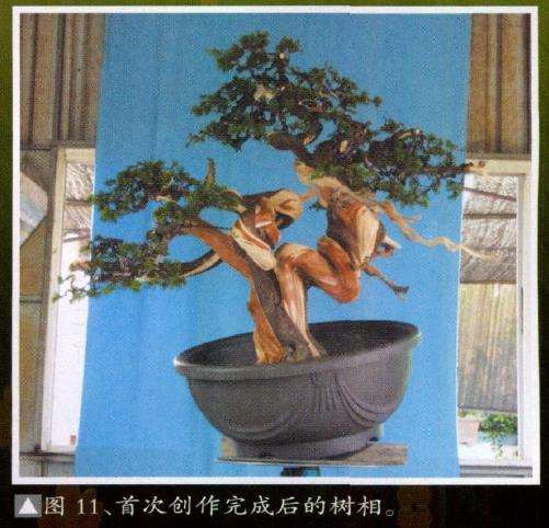 图片 台湾真柏盆景怎么创作的13个步骤