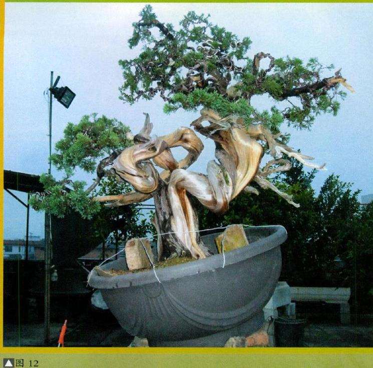 图片 台湾真柏盆景怎么创作的13个步骤