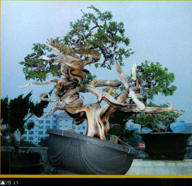 图片 台湾真柏盆景怎么创作的13个步骤