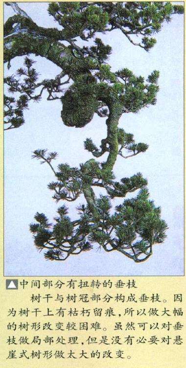 图解 瑞祥五针松盆景怎么改作的35个步骤