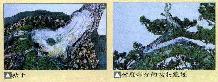 图解 瑞祥五针松盆景怎么改作的35个步骤