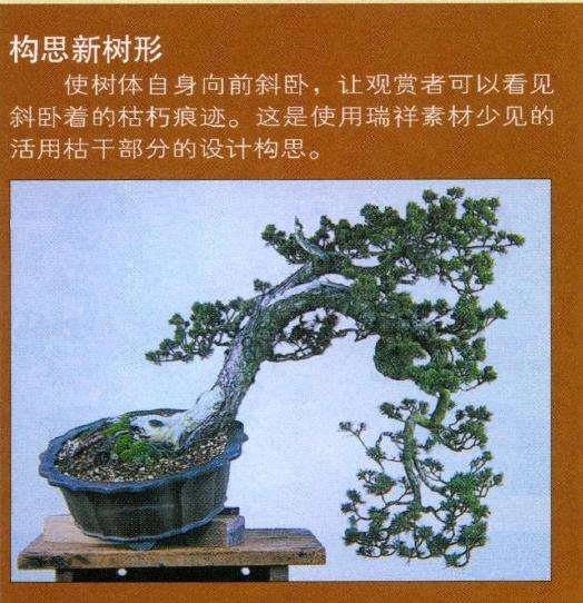 图解 瑞祥五针松盆景怎么改作的35个步骤