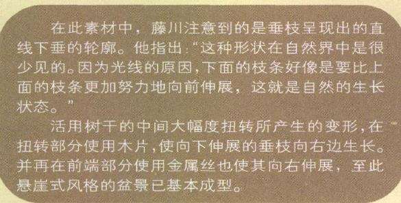 图解 瑞祥五针松盆景怎么改作的35个步骤