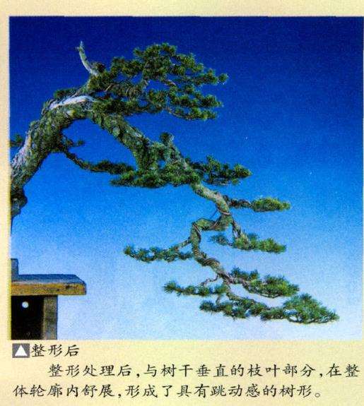 图解 瑞祥五针松盆景怎么改作的35个步骤