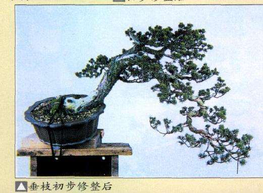 图解 瑞祥五针松盆景怎么改作的35个步骤