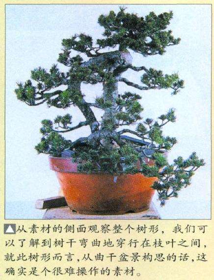 图解 瑞祥五针松盆景怎么改作的35个步骤