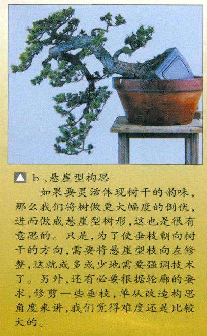 图解 瑞祥五针松盆景怎么改作的35个步骤