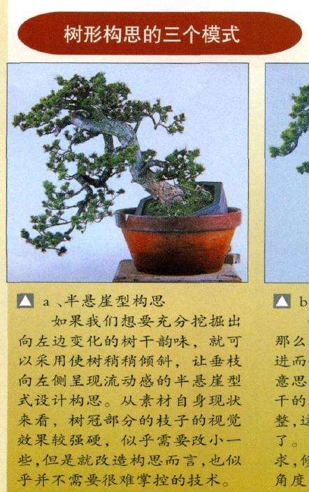图解 瑞祥五针松盆景怎么改作的35个步骤