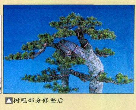图解 瑞祥五针松盆景怎么改作的35个步骤
