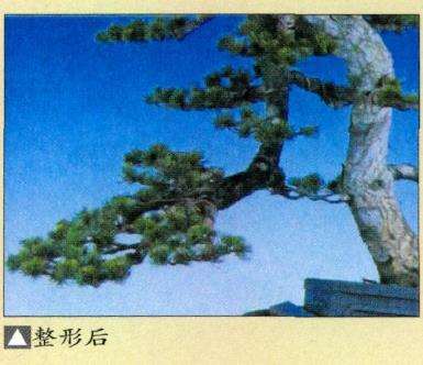 图解 瑞祥五针松盆景怎么改作的35个步骤