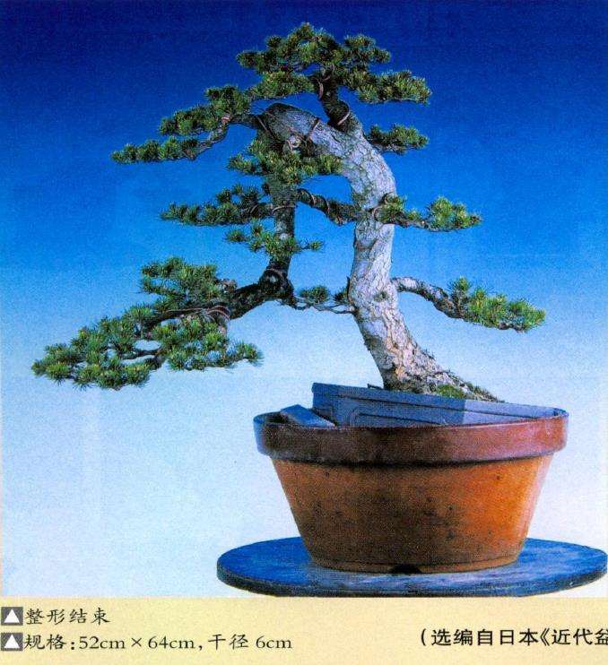 图解 瑞祥五针松盆景怎么改作的35个步骤