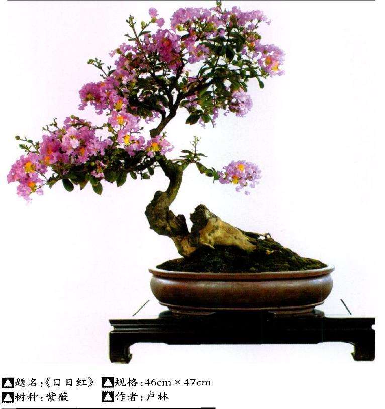 盆景借用《六法论》怎么创作的5个方法