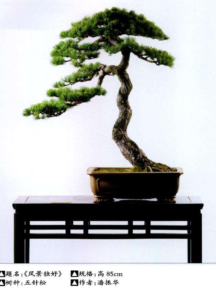 盆景借用《六法论》怎么创作的5个方法