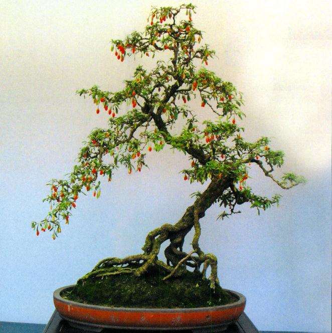 枸杞盆景怎么造型养护的3个经验谈