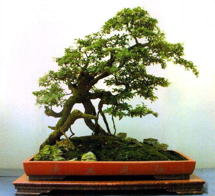 枸杞盆景怎么造型养护的3个经验谈