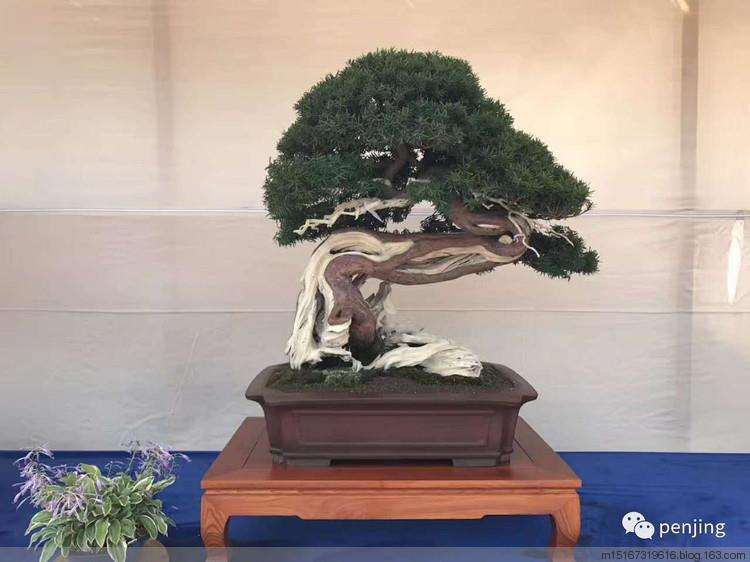 2013年第七届世界盆景友好联盟大会