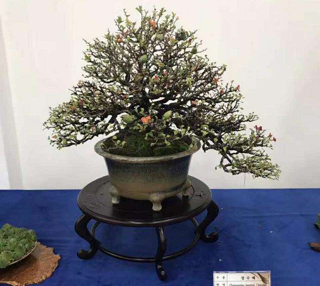 2013年第七届世界盆景友好联盟大会