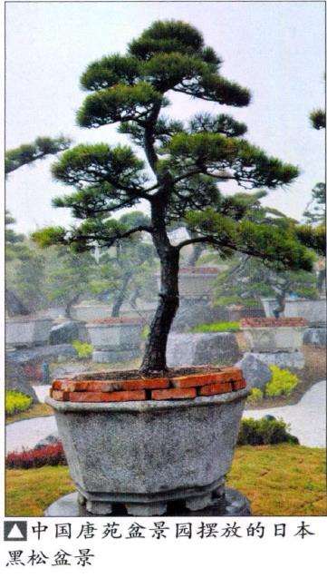 中国唐苑特从日本购买来大批黑松盆景