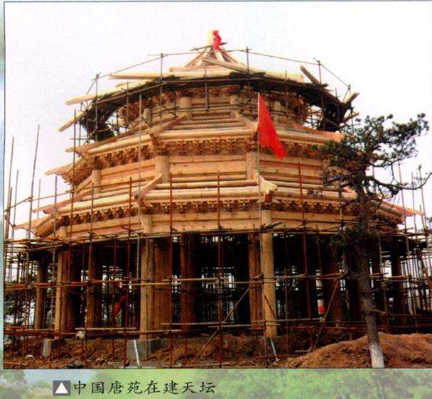 中国唐苑特从日本购买来大批黑松盆景