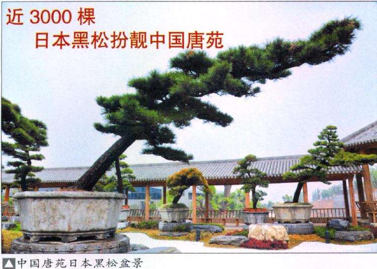 中国唐苑特从日本购买来大批黑松盆景