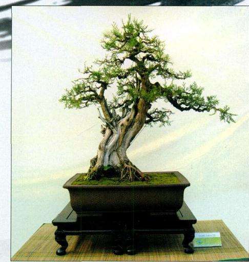 中国南阳盆景文化村 图片