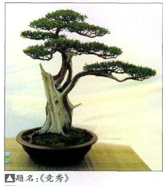 中国南阳盆景文化村 图片