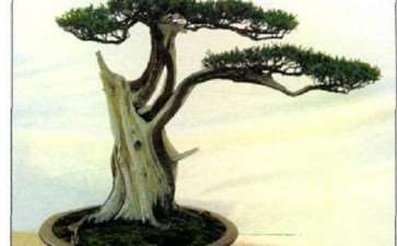 中国南阳盆景文化村 图片