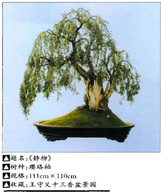 中国南阳盆景文化村 图片