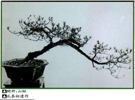 孔泰初和他的盆景艺术