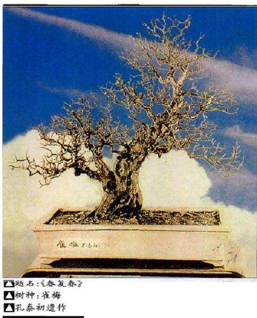 孔泰初和他的盆景艺术