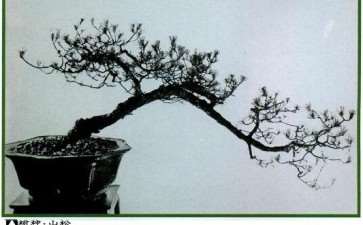一代宗师孔泰初和他的盆景艺术 图片