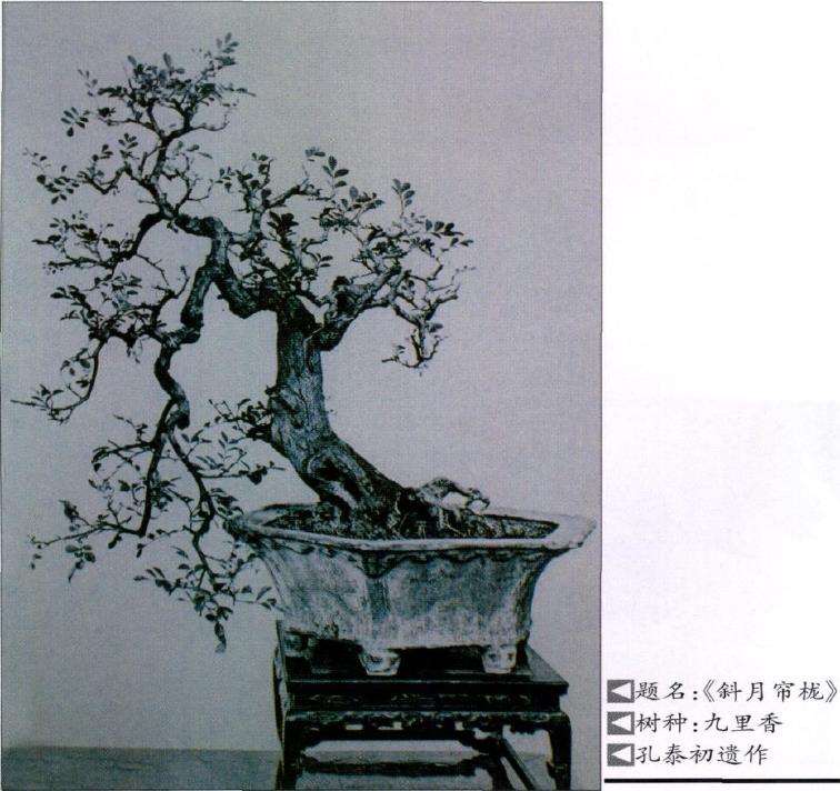 一代宗师孔泰初和他的盆景艺术 图片