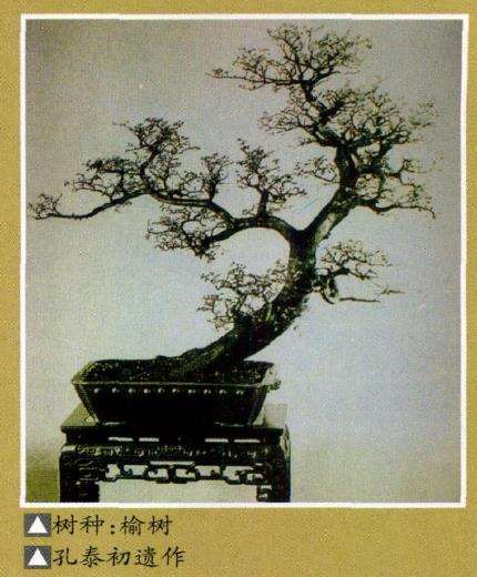 孔泰初和他的盆景艺术