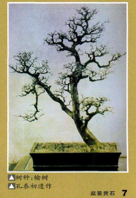 一代宗师孔泰初和他的盆景艺术 图片