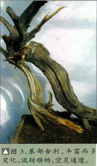 图解 孙全义怎么制作舍利干盆景的6个步骤