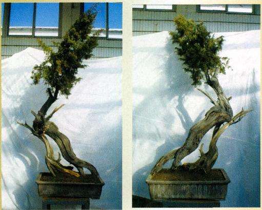 图解 孙全义怎么制作舍利干盆景的6个步骤