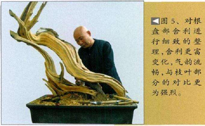 图解 孙全义怎么制作舍利干盆景的6个步骤