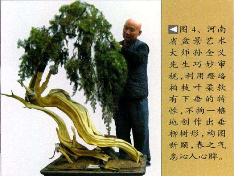 图解 孙全义怎么制作舍利干盆景的6个步骤