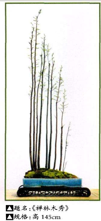 韩学年制作的丛林岭南盆景