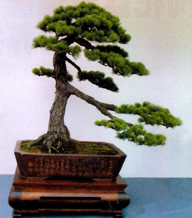 五针松盆景怎么繁殖栽培的5个步骤